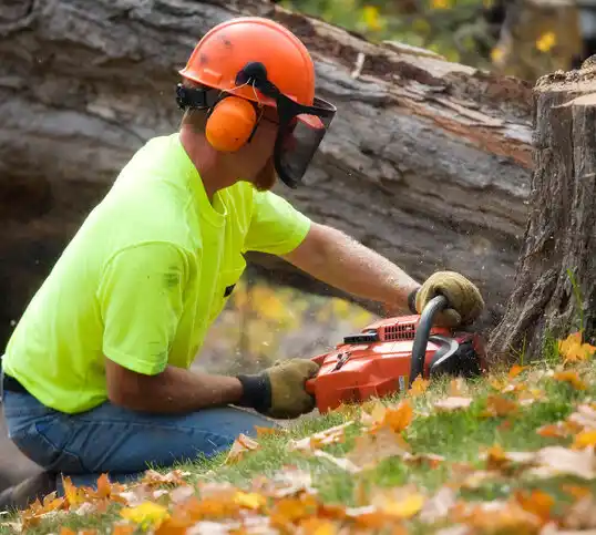 tree services Fairview Park